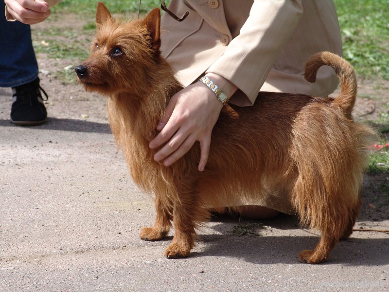 Австралийский терьер