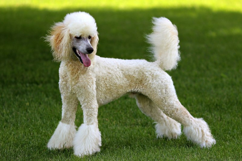 Poodle Kaniş