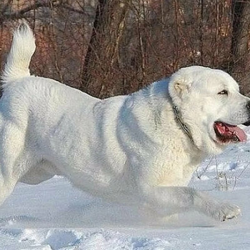 Монгольский алабай