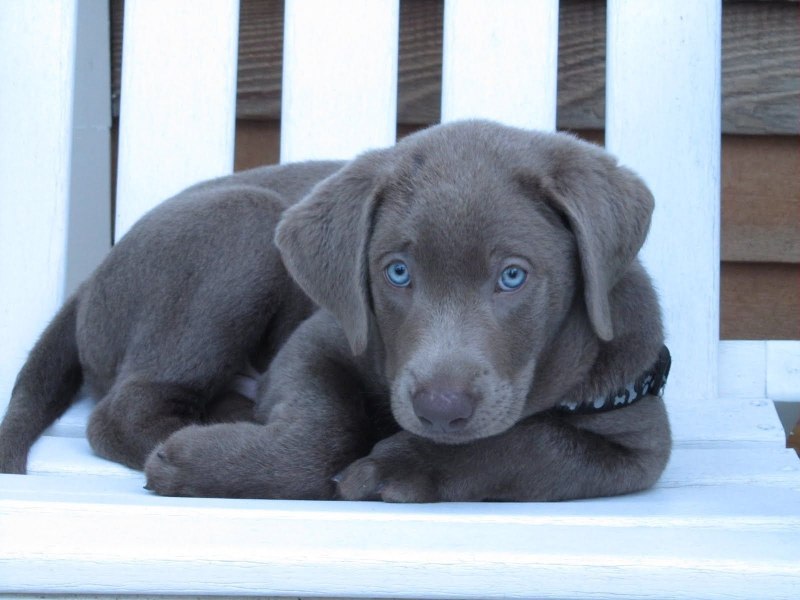 Blue great Dane порода