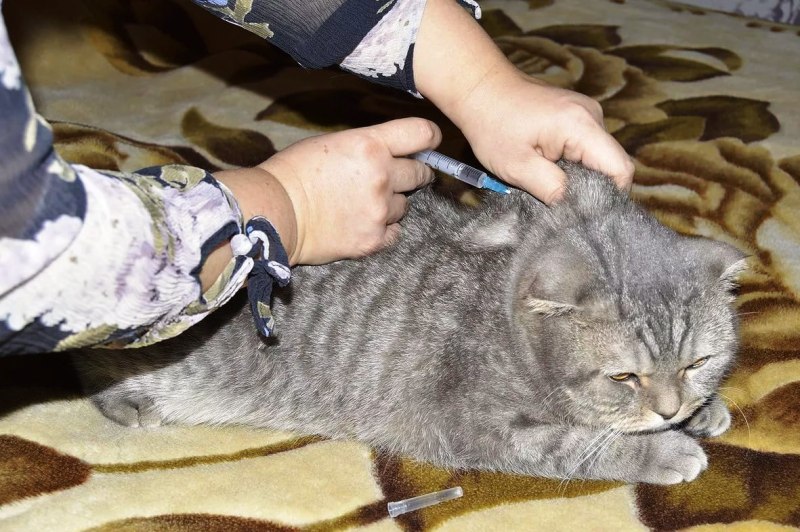 Укол и утилизация собак в Чебоксарах
