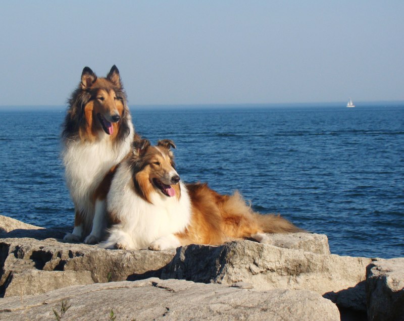 Колли на море