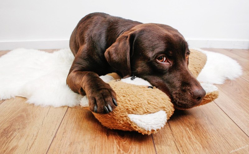 Sad Dog