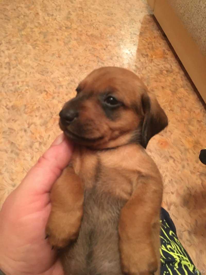 Щенок таксы 1 месяц