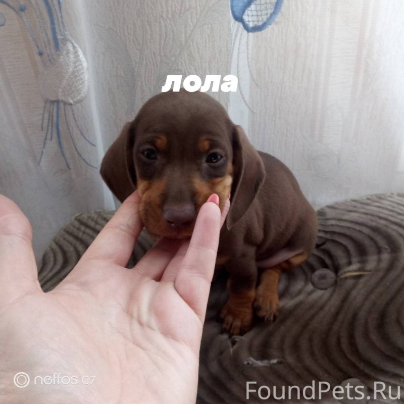 Щенок таксы по месяцам