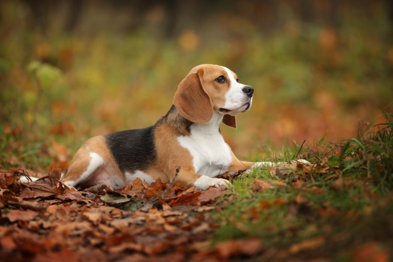 Beagle гончая