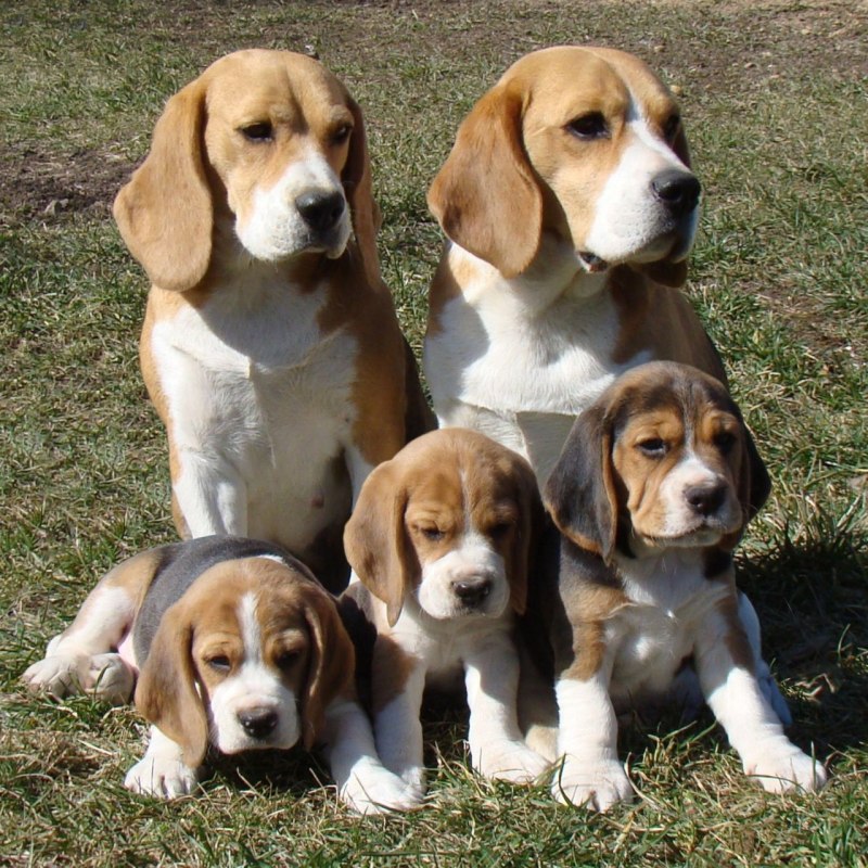 Бигль (Beagle)