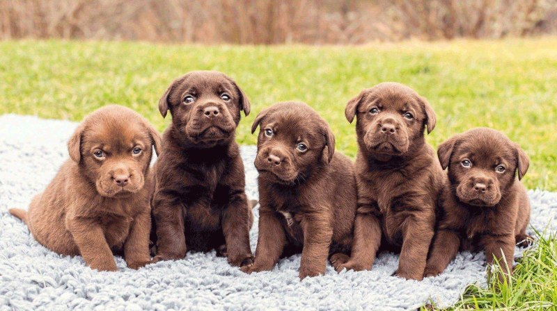 Вельш корги пемброк маленькие