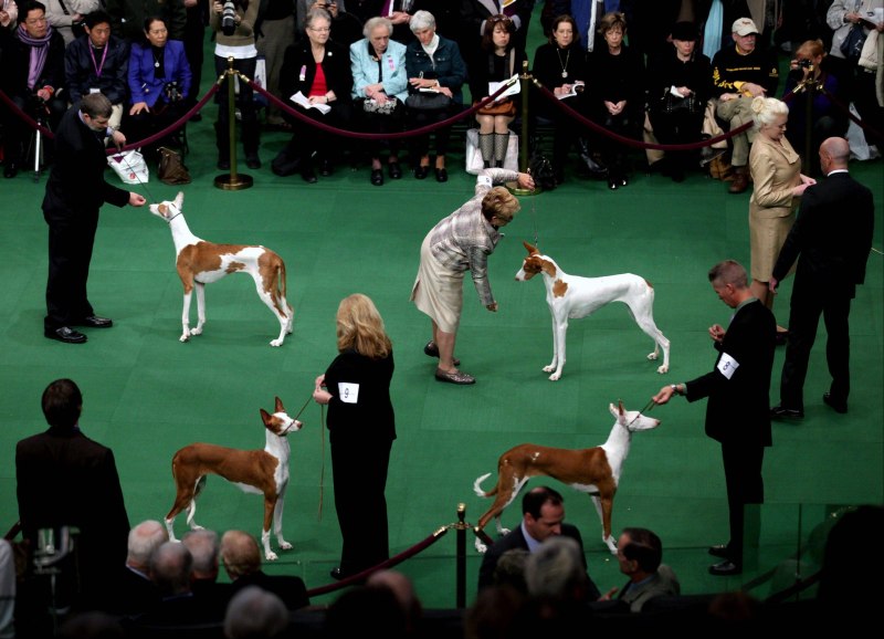 Выставка собак Crufts