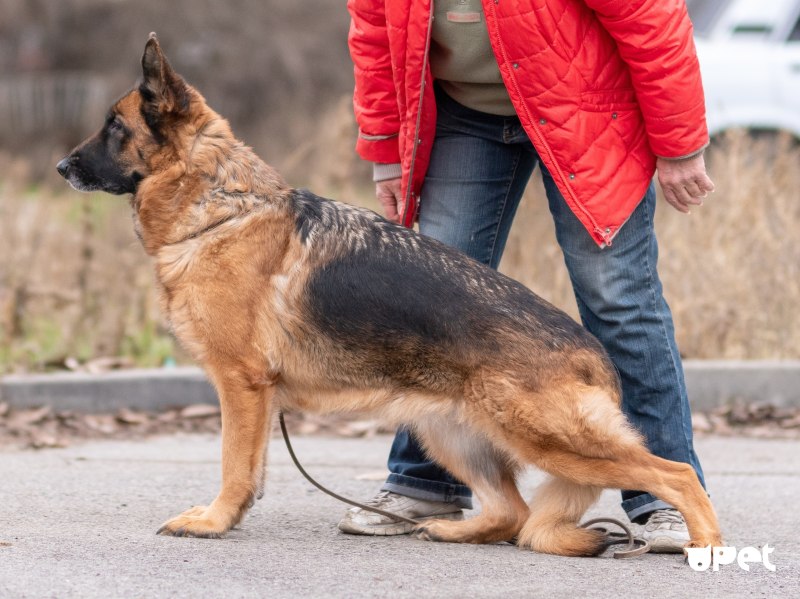Дог клуб