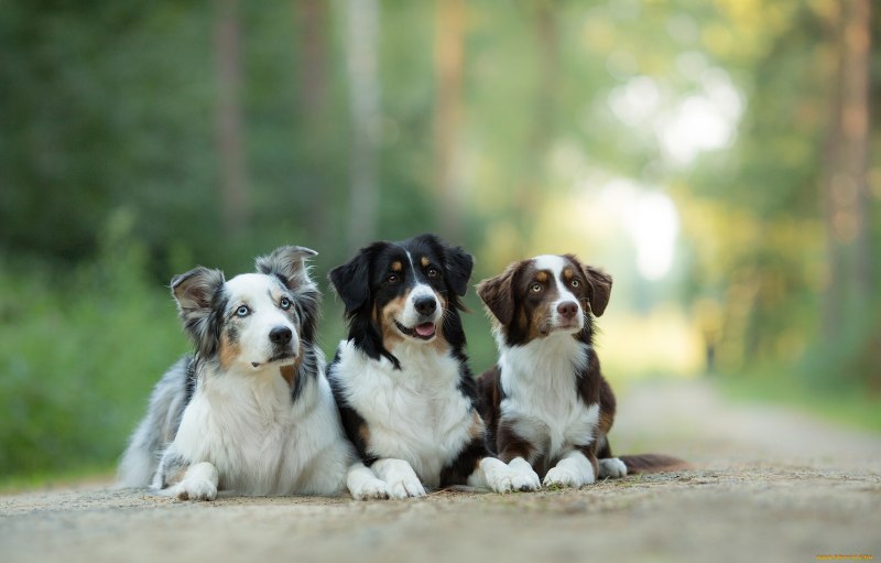 Australian Shepherd собака