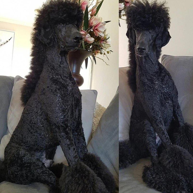 Необычные стрижки пуделя