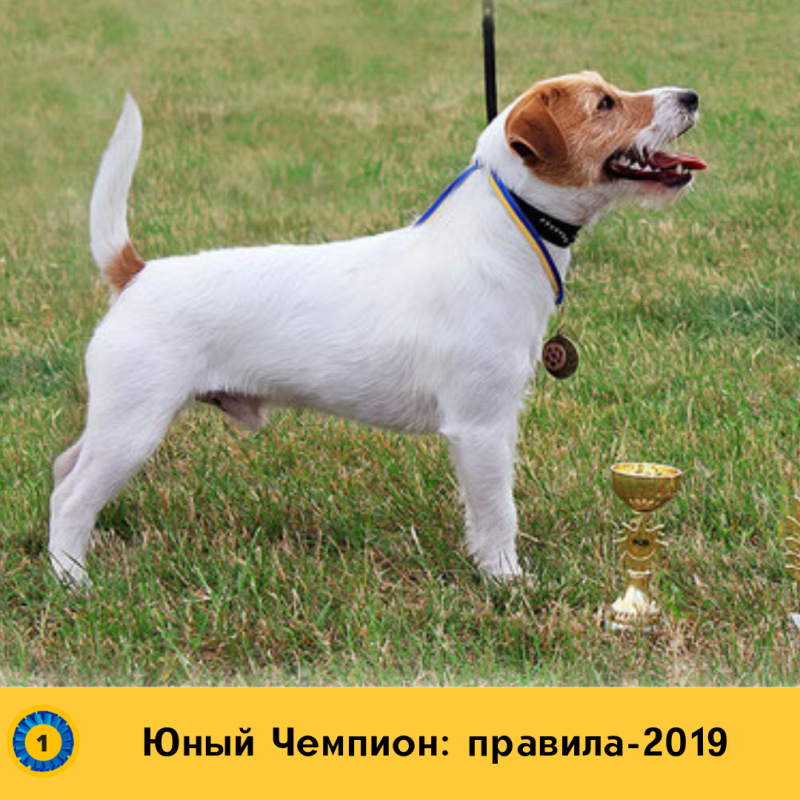 Парсон Рассел терьер