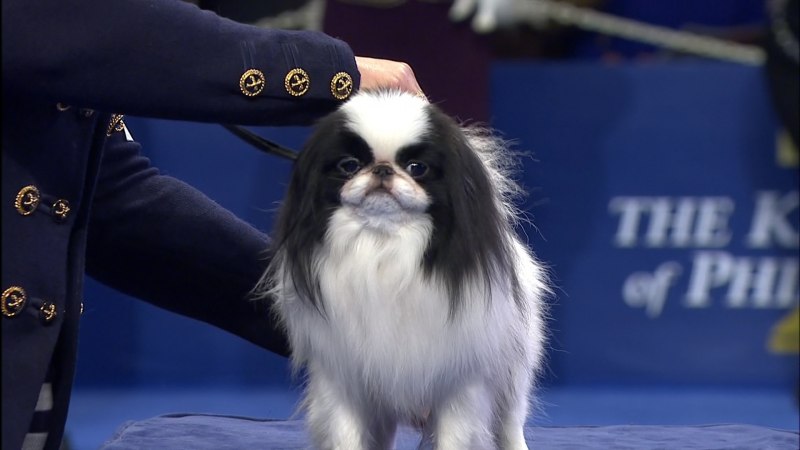 Японский Хин щенок