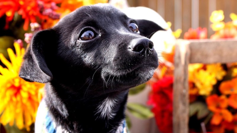 SPCA фото