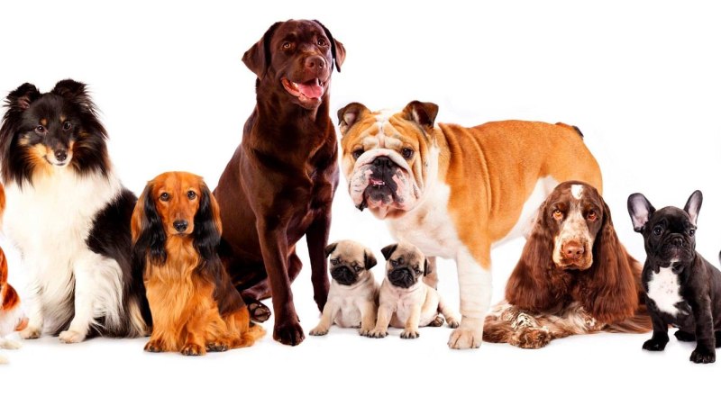 Private Dogs