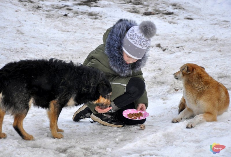 Помощь животным