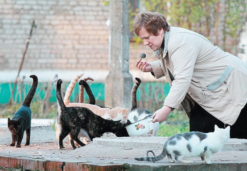 Кормление бездомных кошек