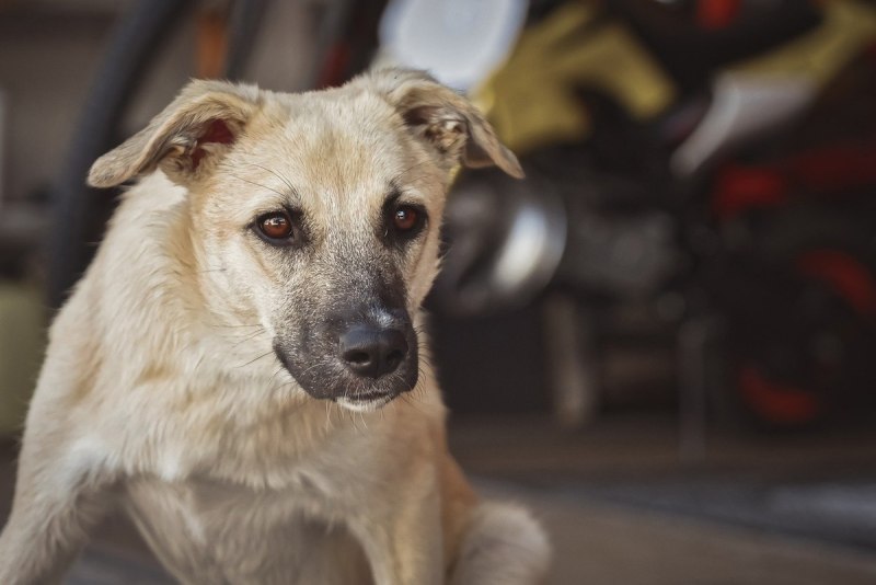 Puvo Hybrid Dog