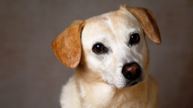 Hunde