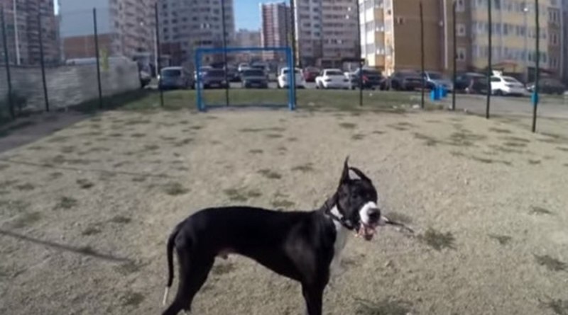 Собака лает по ночам на ул. Южнобутовской