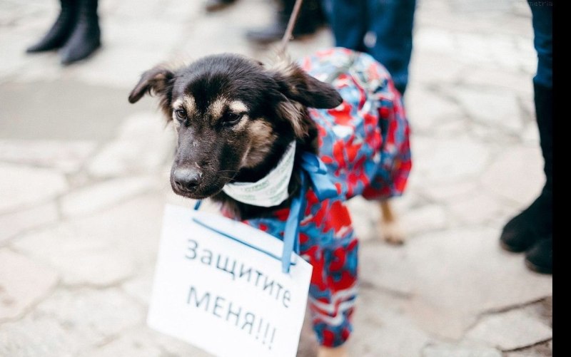Защита бездомных животных