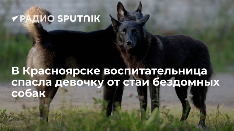 Собаки переносчики коронавируса