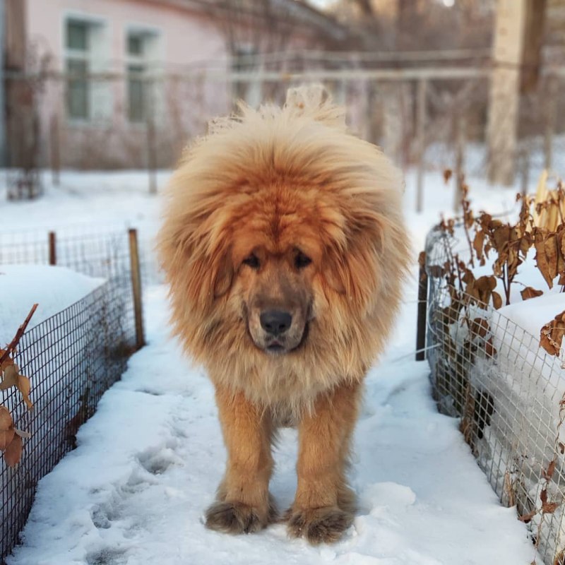 Тибетский мастиф и Лев