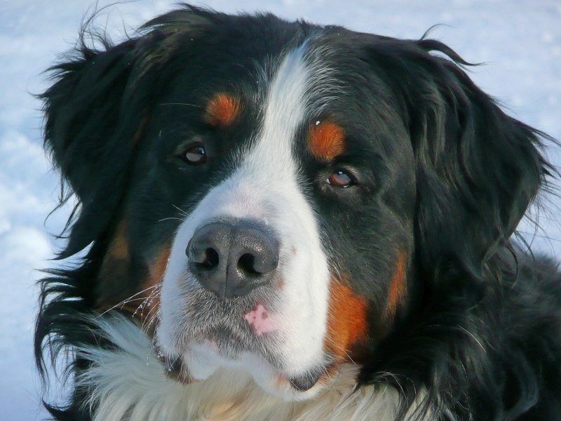 Berner Sennenhund порода
