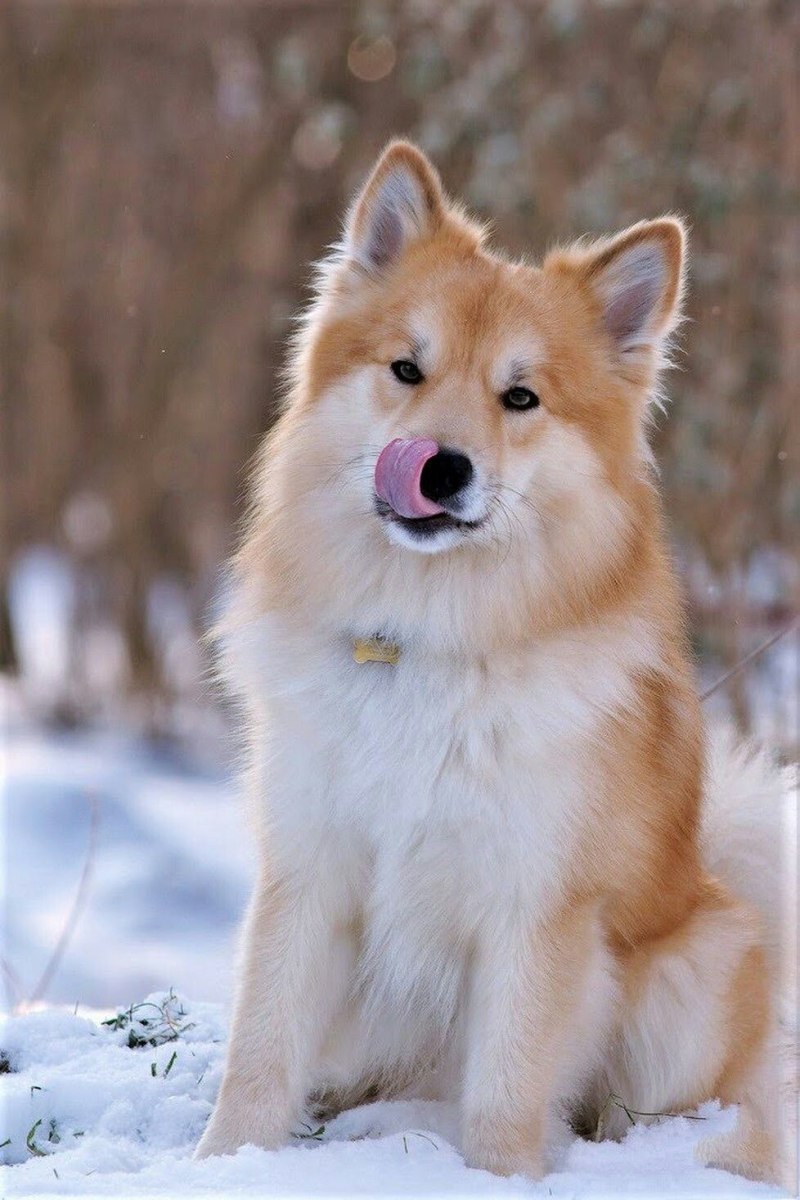 Icelandic Sheepdog порода собак