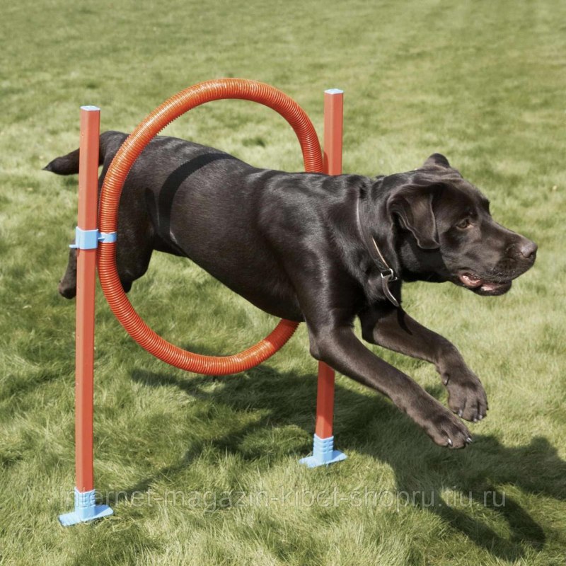Agility для собак