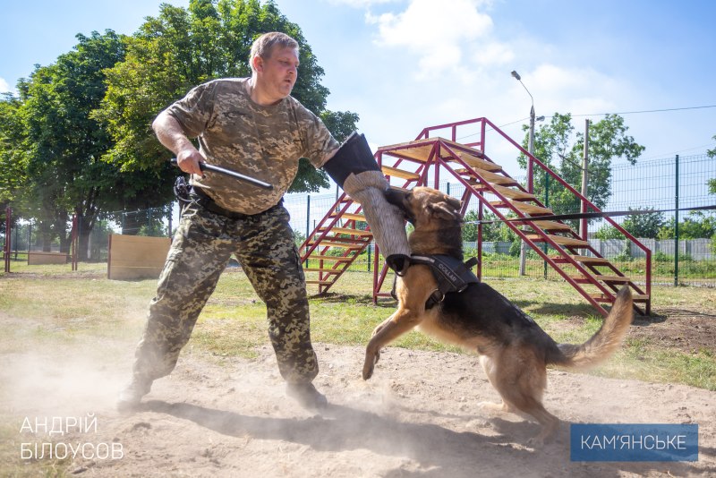 Площадка для собак Пенза