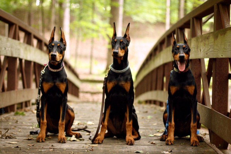 Dobermann sw300cr