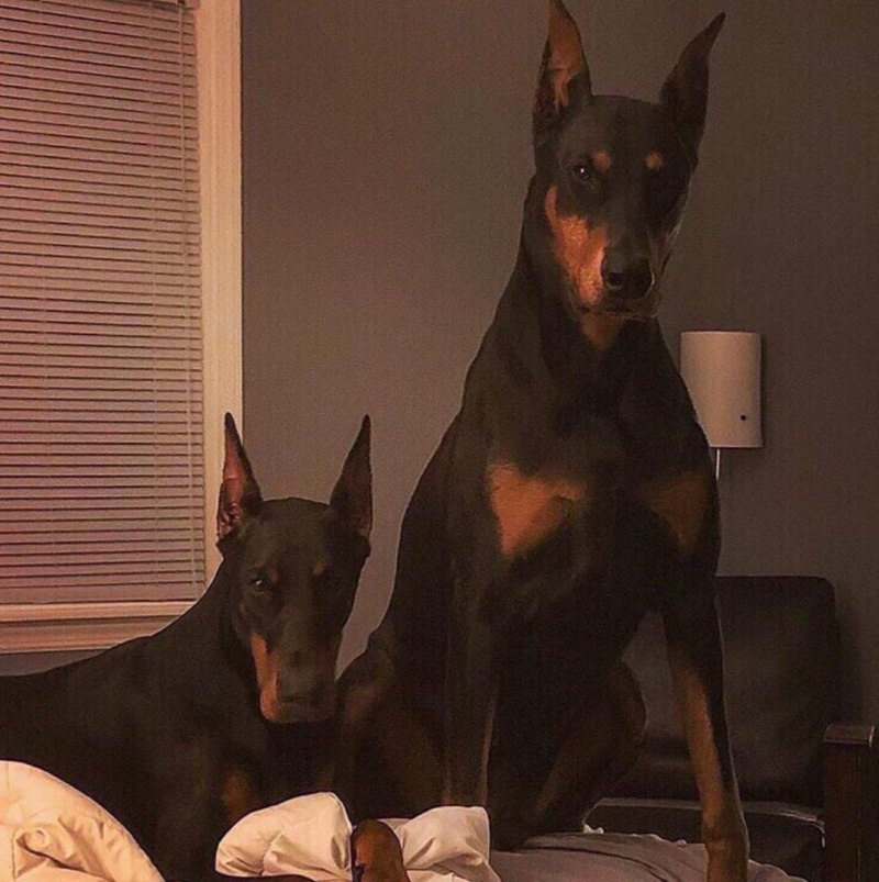 Видео the Linda Doberman