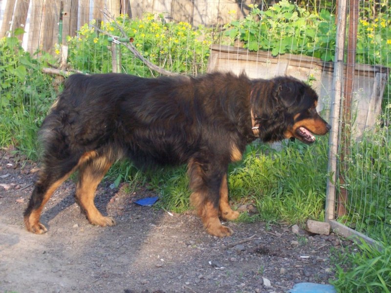 Rottweiler vs Doberman