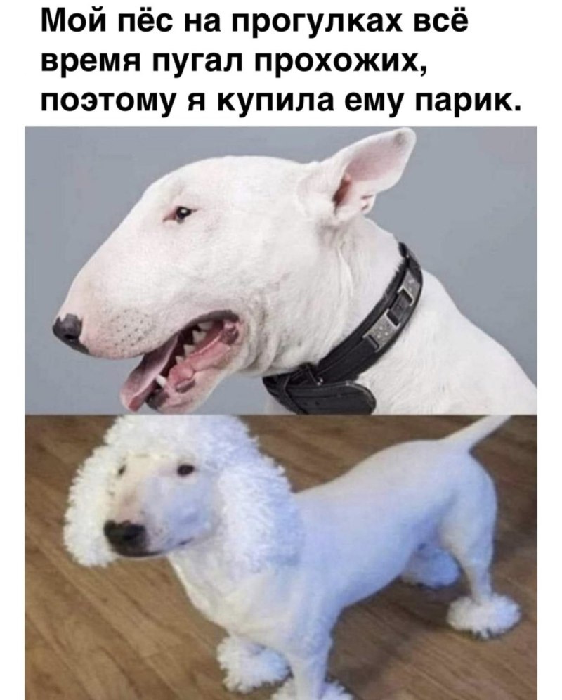 Стаффордширский терьер 19 век
