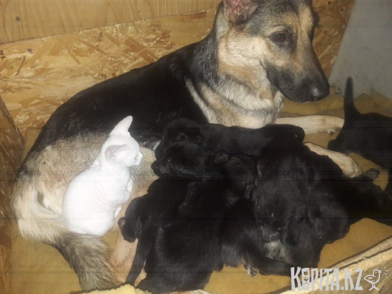 Родились щенки немецкой овчарки