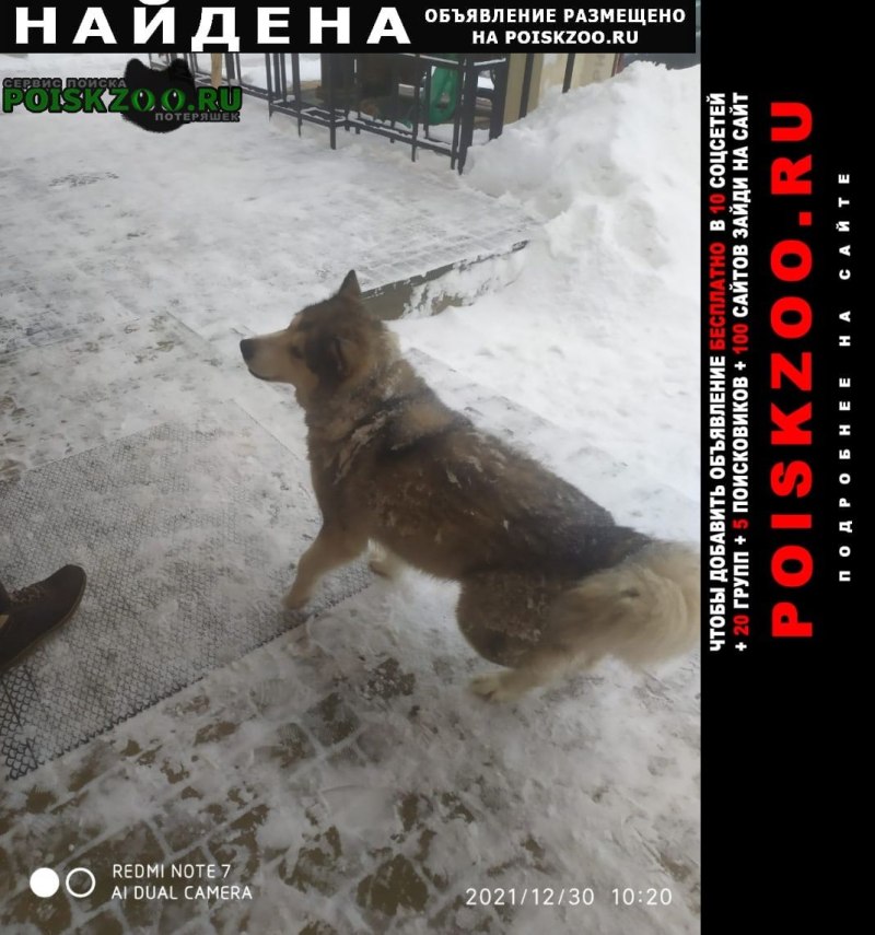 Картинки хаски