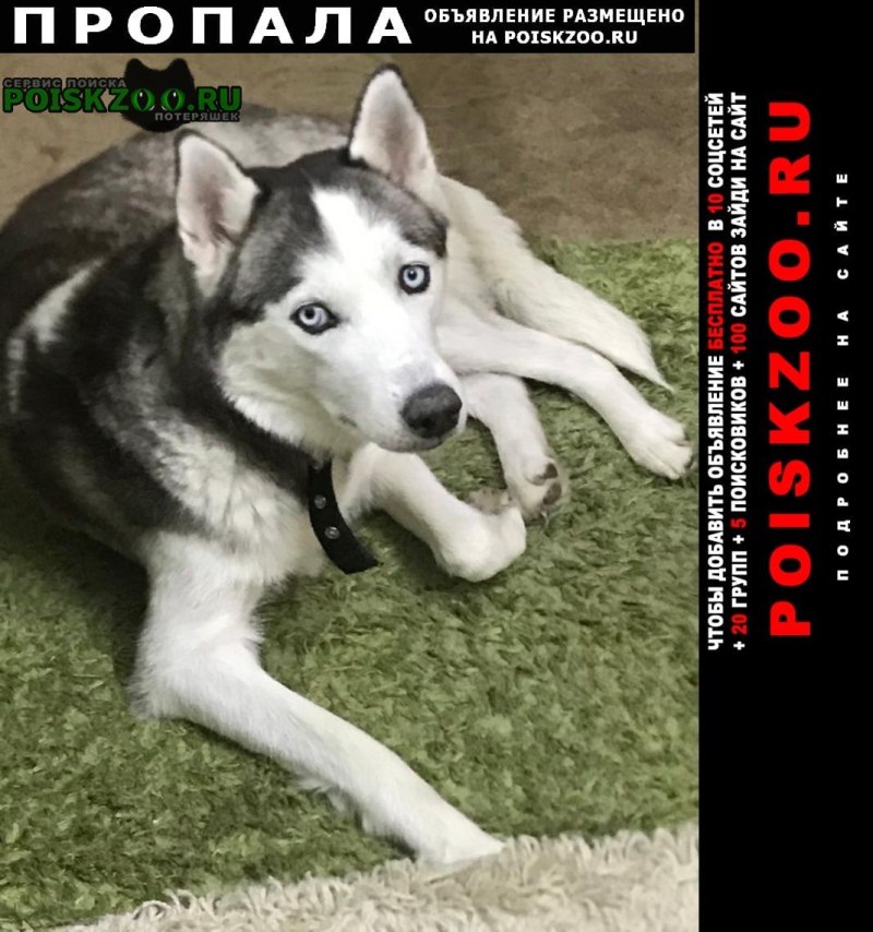 Хаски собачья упряжка хаски летом