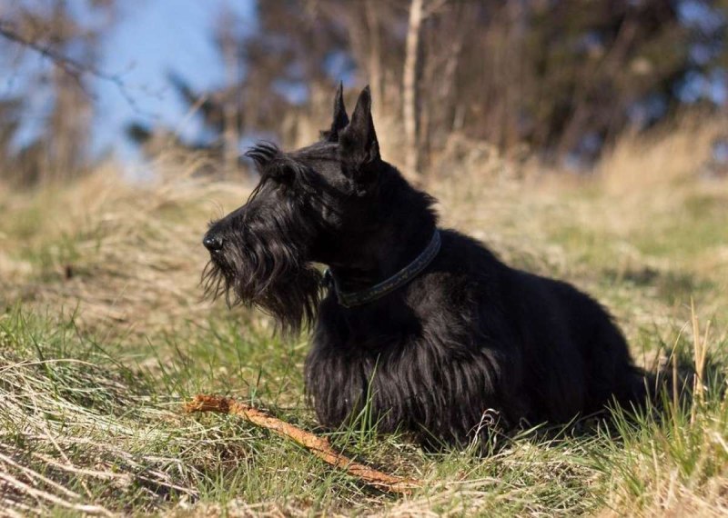 "Scotch Terrier (скотч терьер
