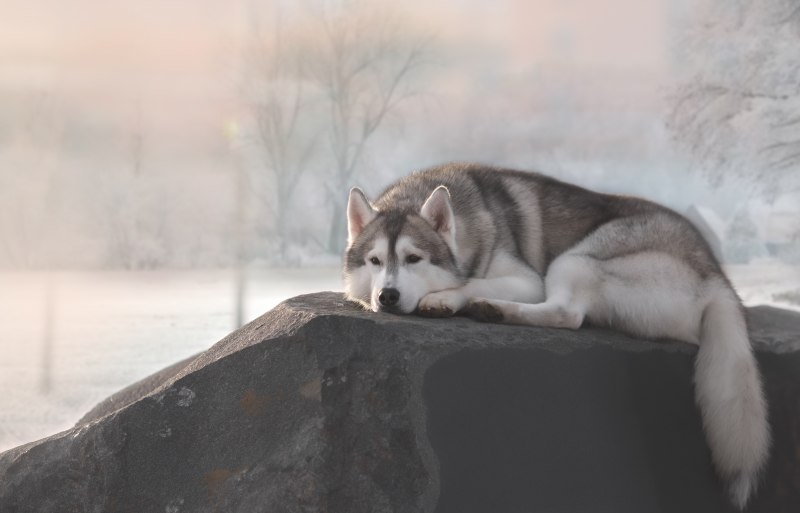 Грустная лайка