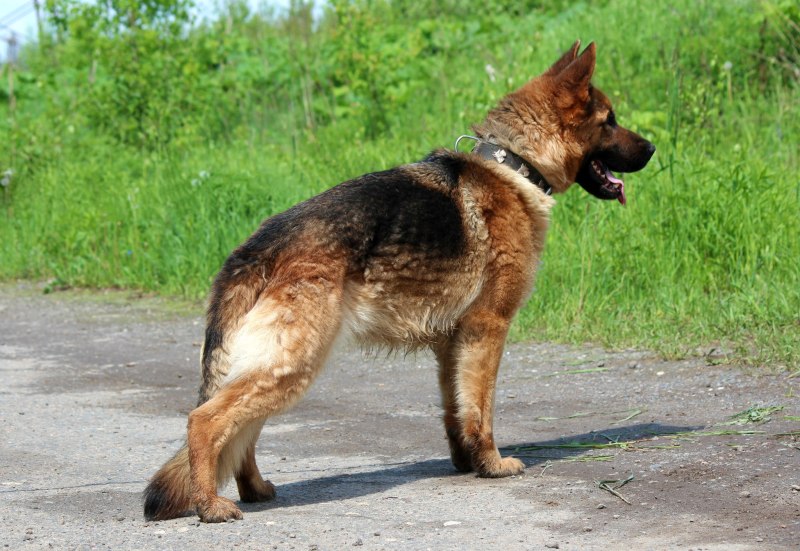 German Shepherd немецкая овчарка щенок