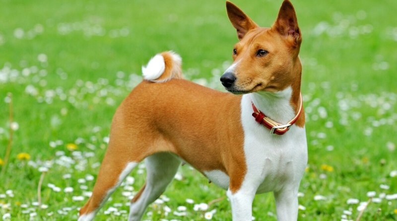Italian Greyhound порода собак