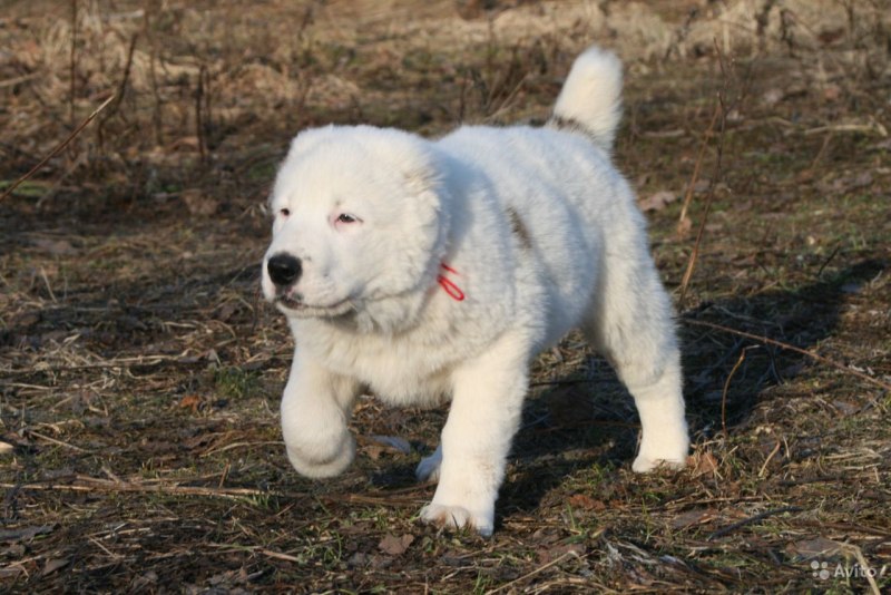 Полу алабай и овчарка