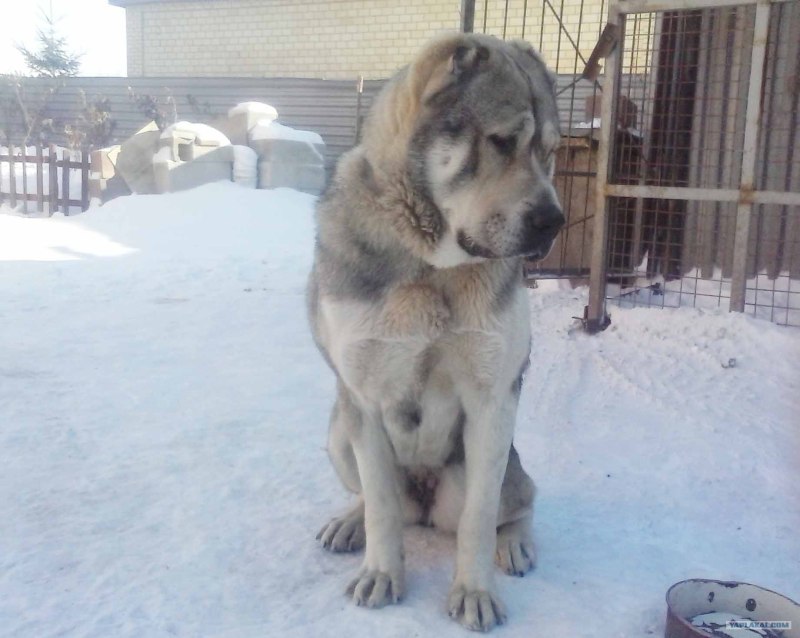Алабай в снегу