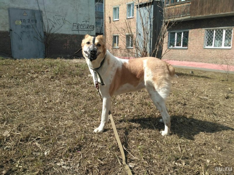 Алабай Юта