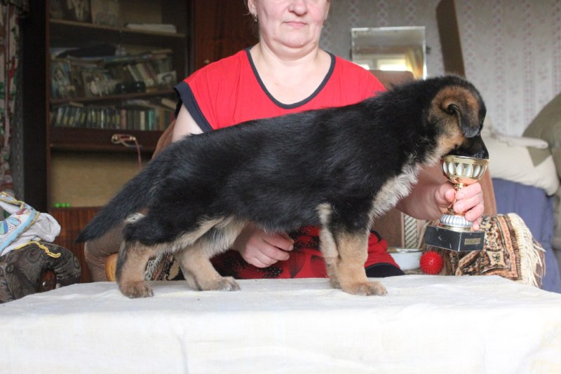 Щенок овчарки