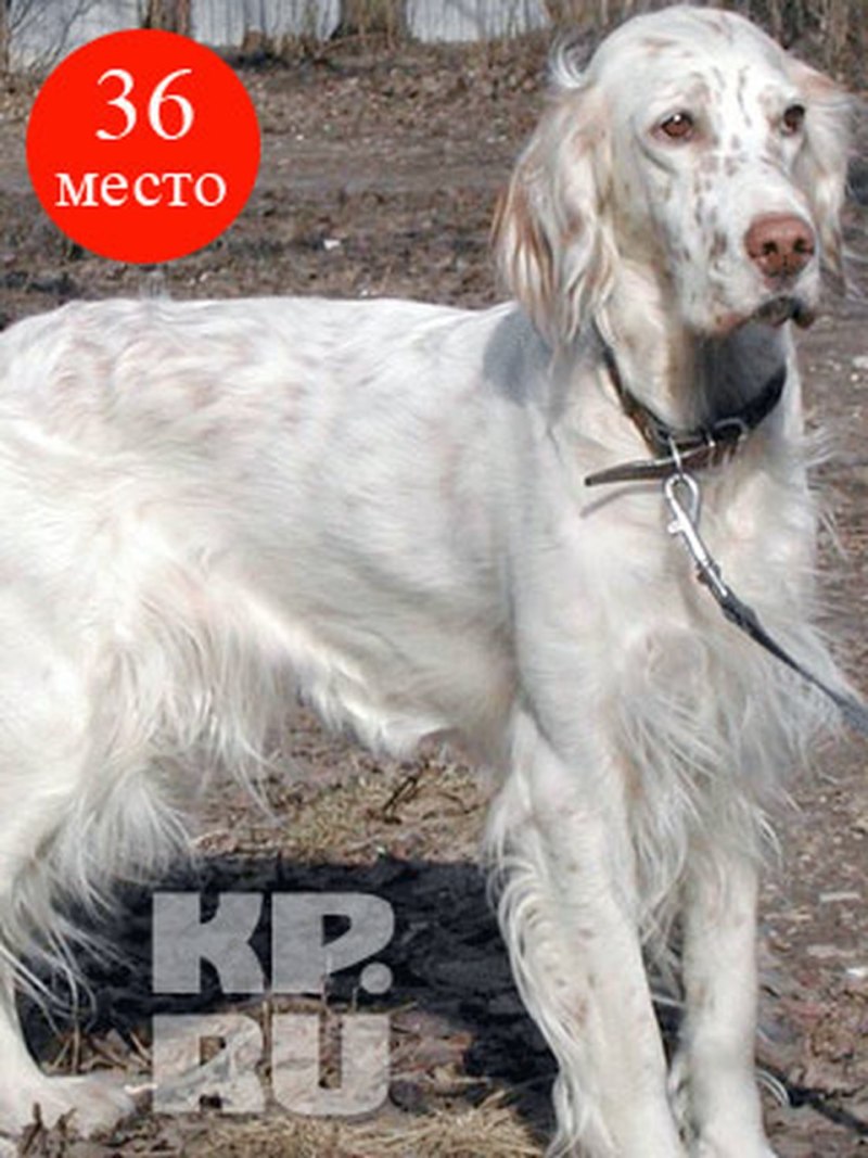 Английский сеттер белый