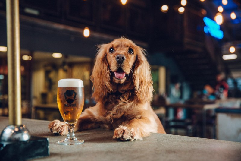 BREWDOG собака