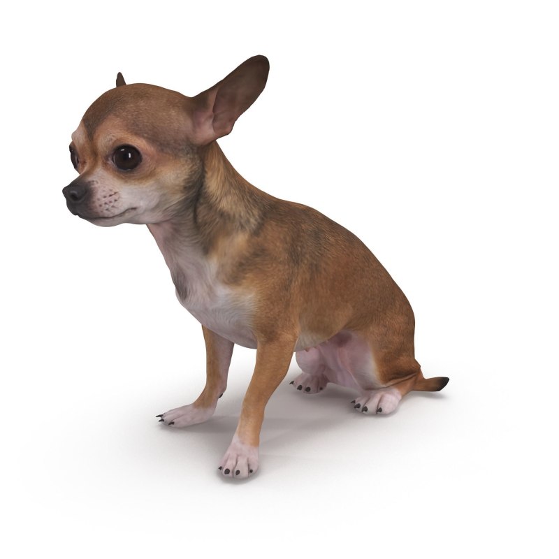 Чихуахуа 3d model